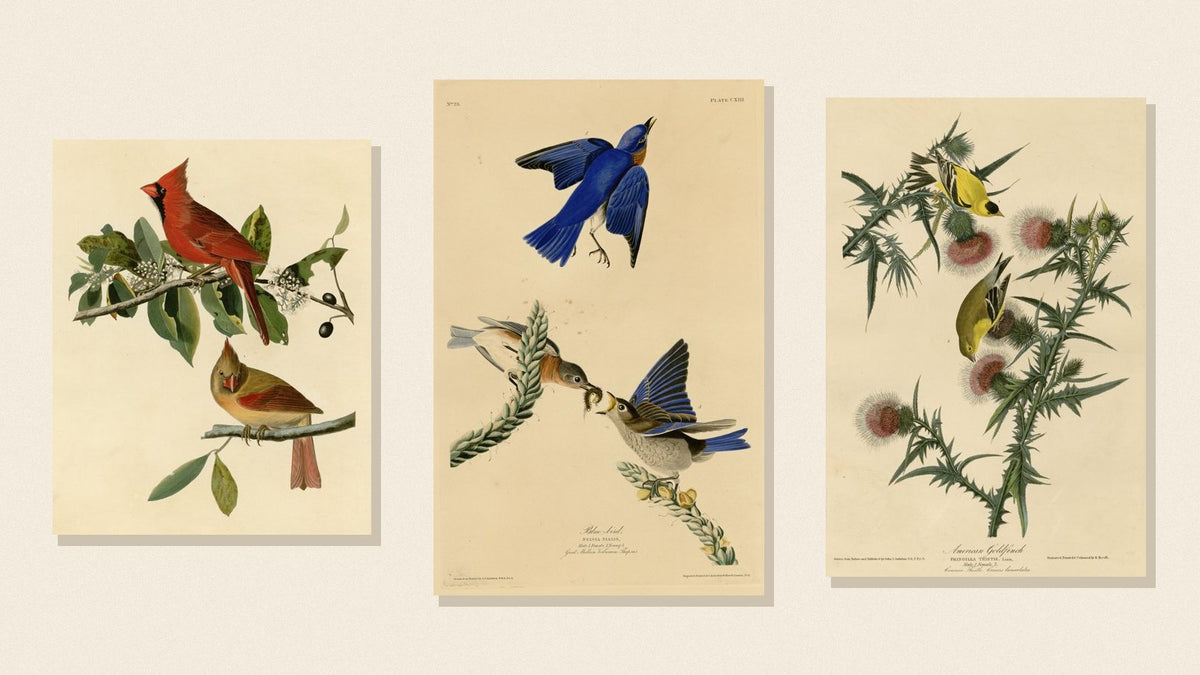 Audubon plates of a Northern Cardinal, Eastern Bluebird and American Goldfinch on a cream background