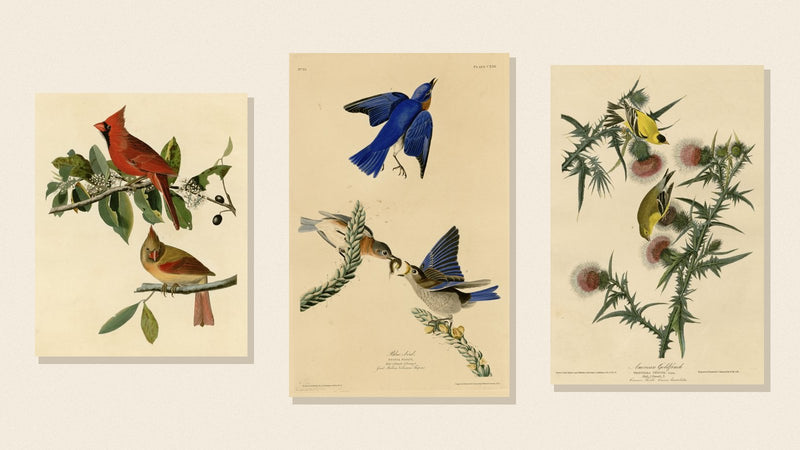 Audubon plates of a Northern Cardinal, Eastern Bluebird and American Goldfinch on a cream background