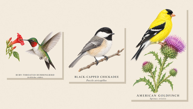 Shopwada watercolor illustrations of a Ruby-throated Hummingbird, Black-capped Chickadee and American Goldfinch