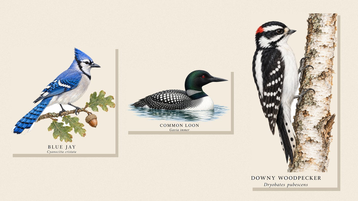 Shopwada watercolor illustrations of a Blue Jay, Common Loon and Downy Woodpecker
