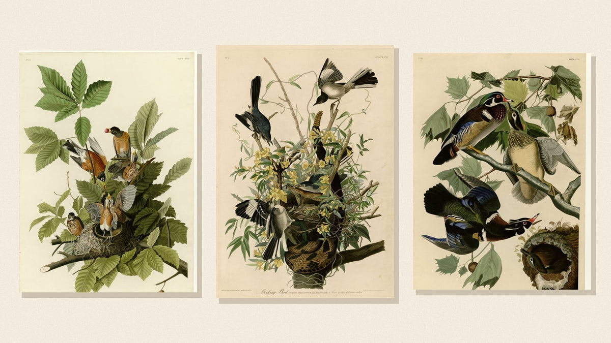 Audubon plates of an American Robin, Northern Mockingbird and Wood Duck on a cream background
