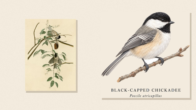 Audubon's Black-capped Titmouse plate beside Shopwada's watercolor Black-capped Chickadee illustration