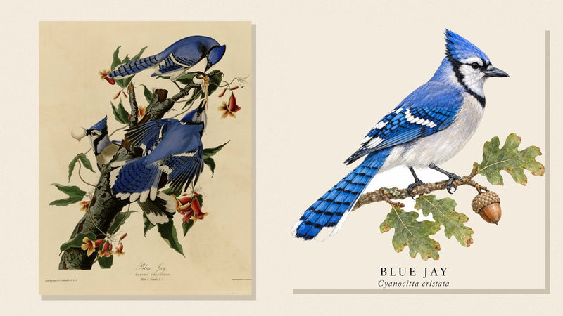 Audubon's Blue Jay plate beside Shopwada's watercolor Blue Jay illustration