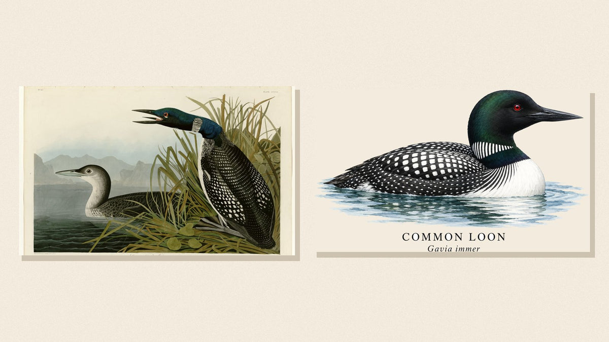 Audubon's Great Northern Diver plate beside Shopwada's watercolor Common Loon illustration