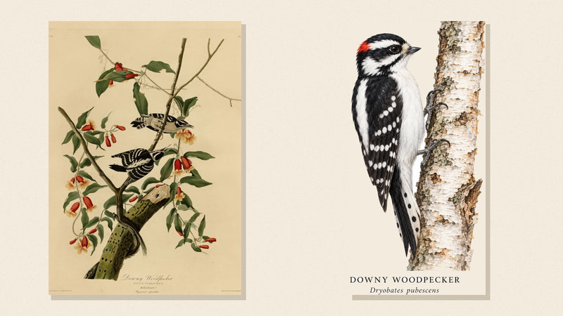 Audubon's Downy Woodpecker plate beside Shopwada's watercolor Downy Woodpecker on a birch trunk
