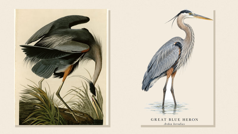 Audubon's Great Blue Heron plate beside Shopwada's watercolor Great Blue Heron wading