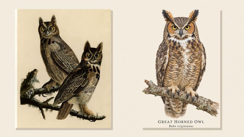 Audubon's Great Horned Owl plate beside Shopwada's watercolor Great Horned Owl illustration