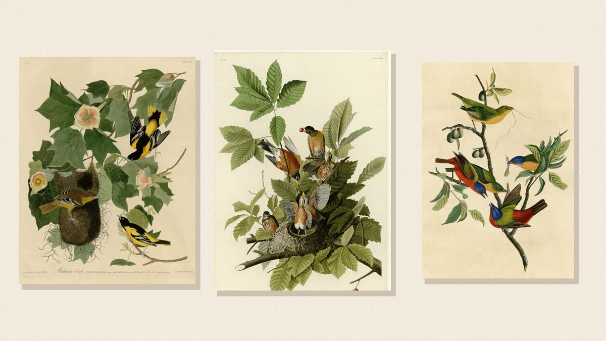 Audubon plates of a Baltimore Oriole, American Robin and Painted Bunting among native plants