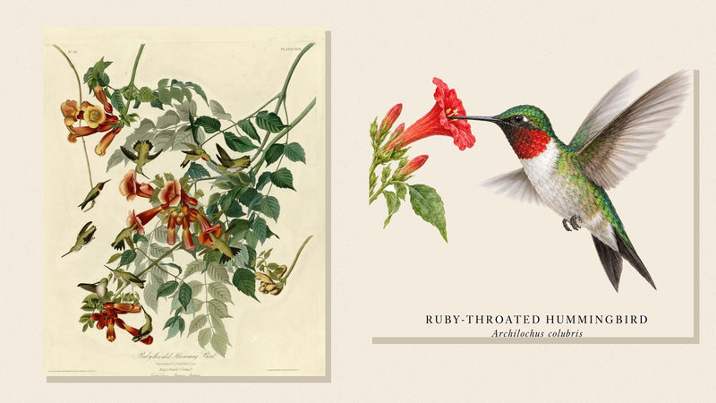 Audubon's Ruby-throated Hummingbird plate beside Shopwada's watercolor hummingbird illustration