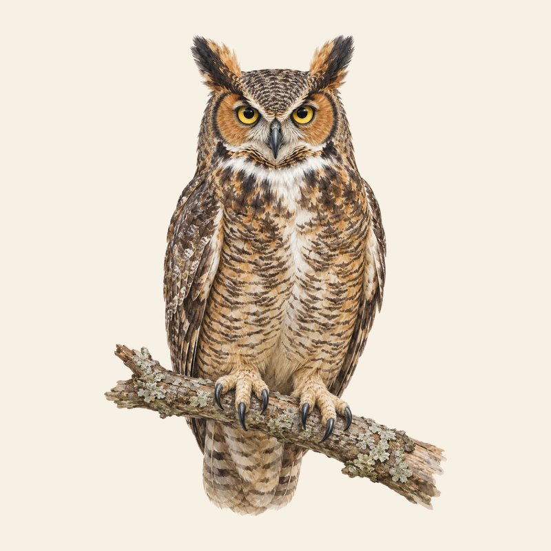 Great Horned Owl watercolor field-guide illustration