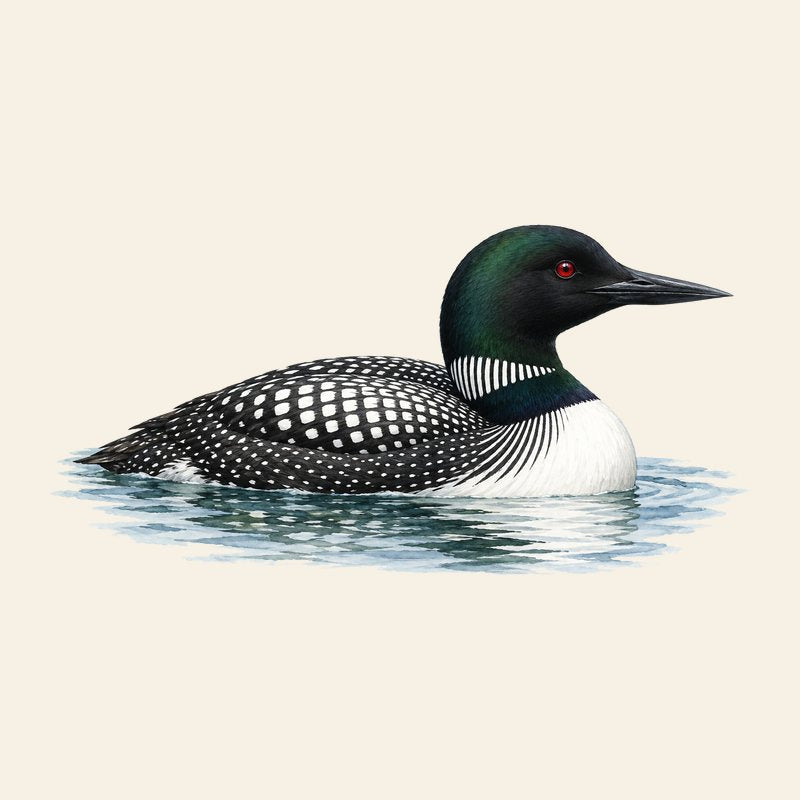 Common Loon watercolor field-guide illustration
