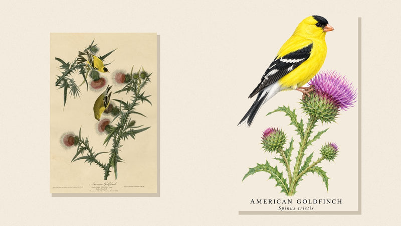 Audubon's American Goldfinch plate beside Shopwada's watercolor goldfinch on a thistle