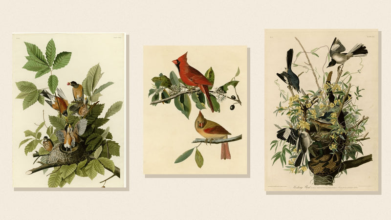 Audubon plates of an American Robin, Northern Cardinal and Northern Mockingbird on a cream background