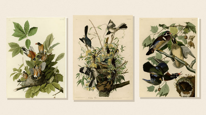 Audubon plates of an American Robin, Northern Mockingbird and Wood Duck on a cream background