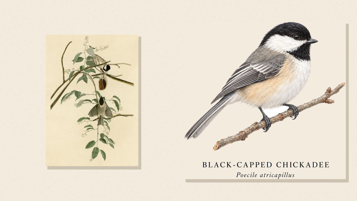 Audubon's Black-capped Titmouse plate beside Shopwada's watercolor Black-capped Chickadee illustration