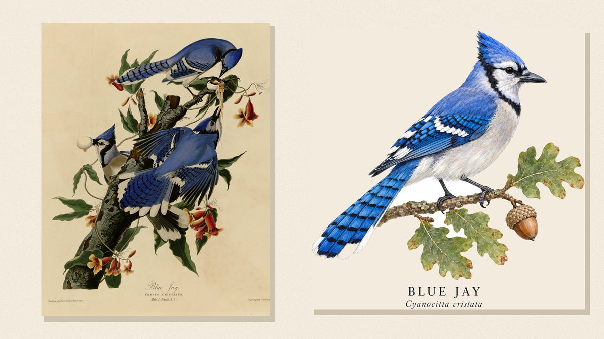 Audubon's Blue Jay plate beside Shopwada's watercolor Blue Jay illustration