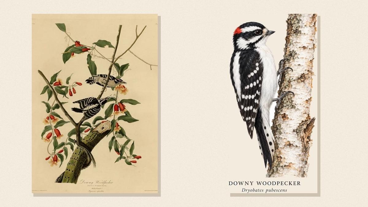 Audubon's Downy Woodpecker plate beside Shopwada's watercolor Downy Woodpecker on a birch trunk