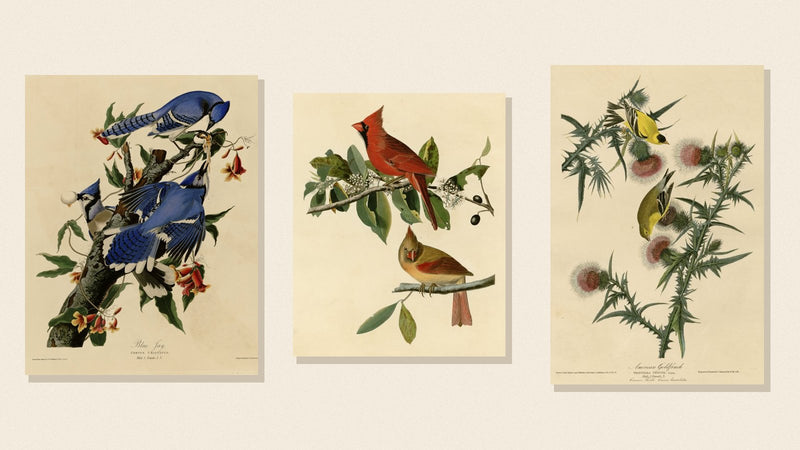 Audubon plates of a Blue Jay, Northern Cardinal and American Goldfinch — common backyard count birds
