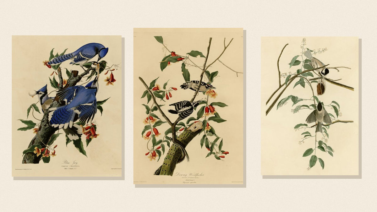 Audubon plates of a Blue Jay, Downy Woodpecker and Black-capped Chickadee on a cream background