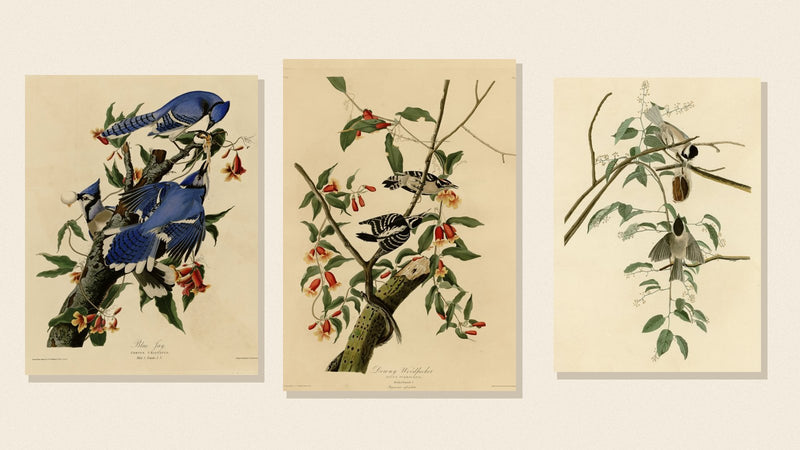 Audubon plates of a Blue Jay, Downy Woodpecker and Black-capped Chickadee on a cream background