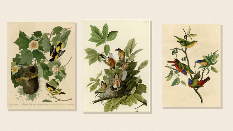 Audubon plates of a Baltimore Oriole, American Robin and Painted Bunting among native plants
