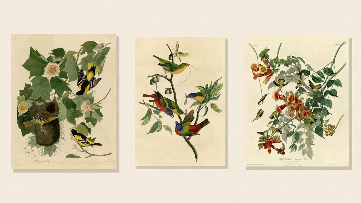 Audubon plates of a Baltimore Oriole, Painted Bunting and Ruby-throated Hummingbird — spring migrants