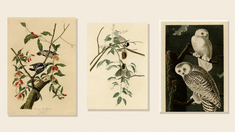 Audubon plates of a Downy Woodpecker, Black-capped Chickadee and Snowy Owls — winter birds