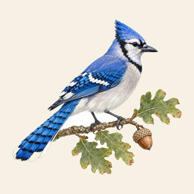 Blue Jay