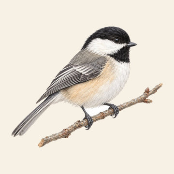 Black-capped Chickadee field-guide illustration