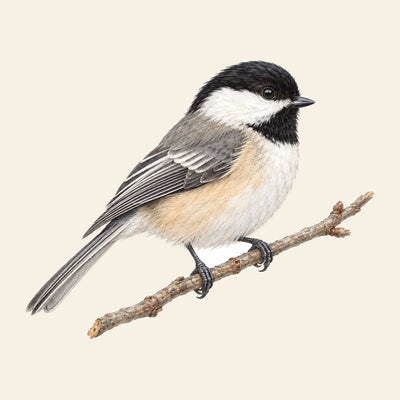 Chickadee