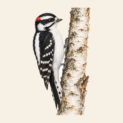 Downy Woodpecker