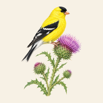 Goldfinch