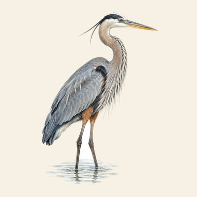 Great Blue Heron