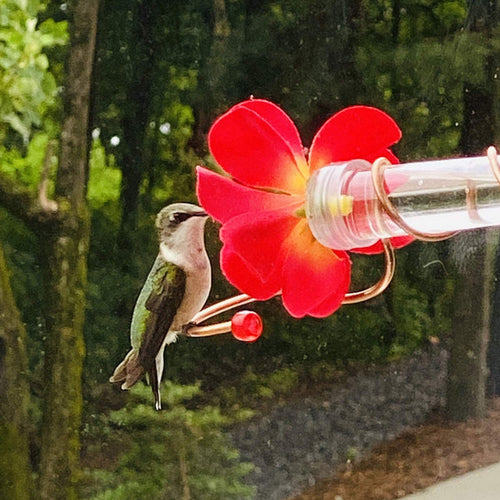 Window Hummingbird Feeder, Red Flower with Suction Cup
