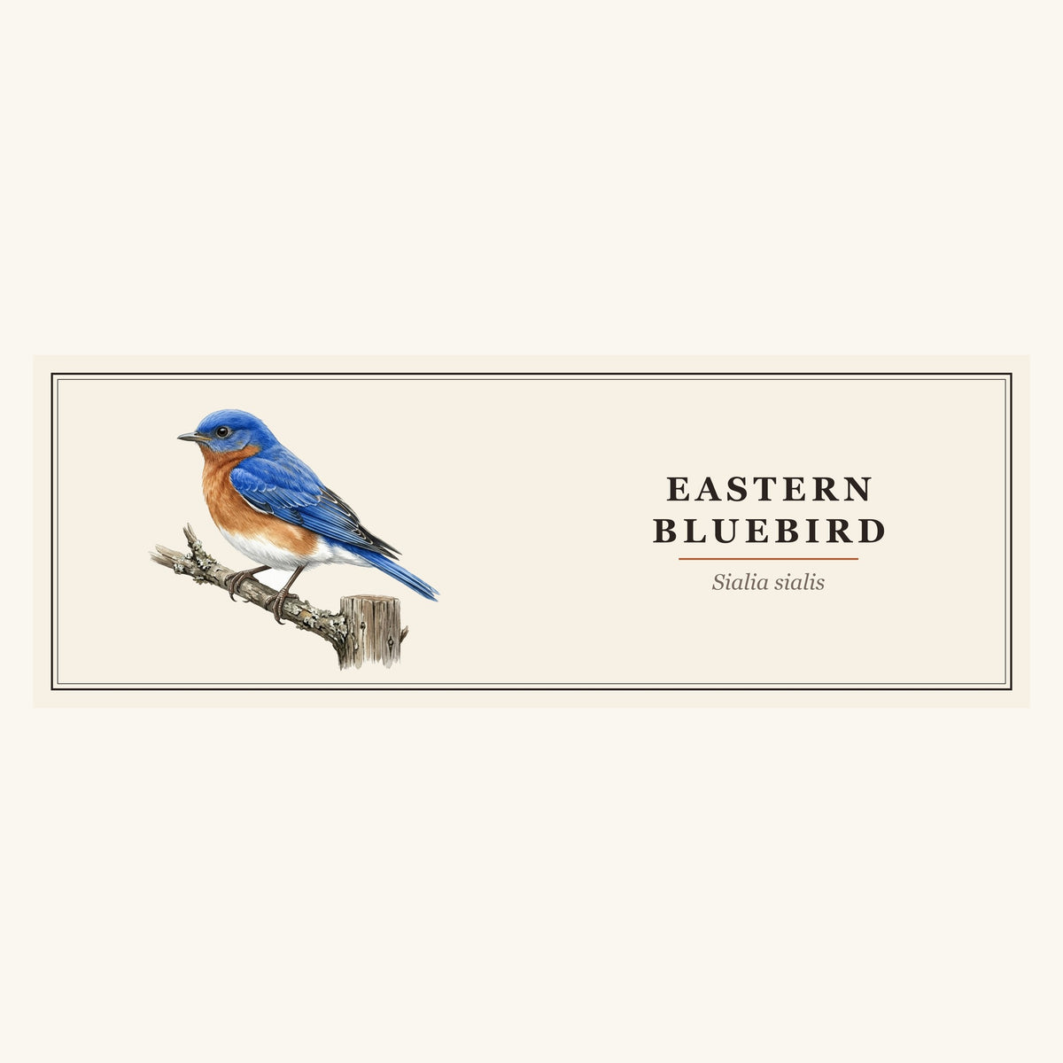 Eastern Bluebird (Sialia sialis) field-guide plate design – full print