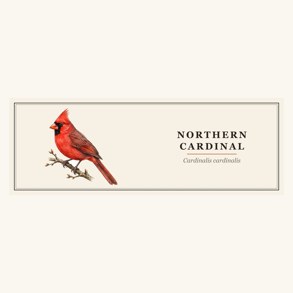 Northern Cardinal (Cardinalis cardinalis) field-guide plate design – full print