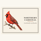 Northern Cardinal (Cardinalis cardinalis) field-guide plate design – full print