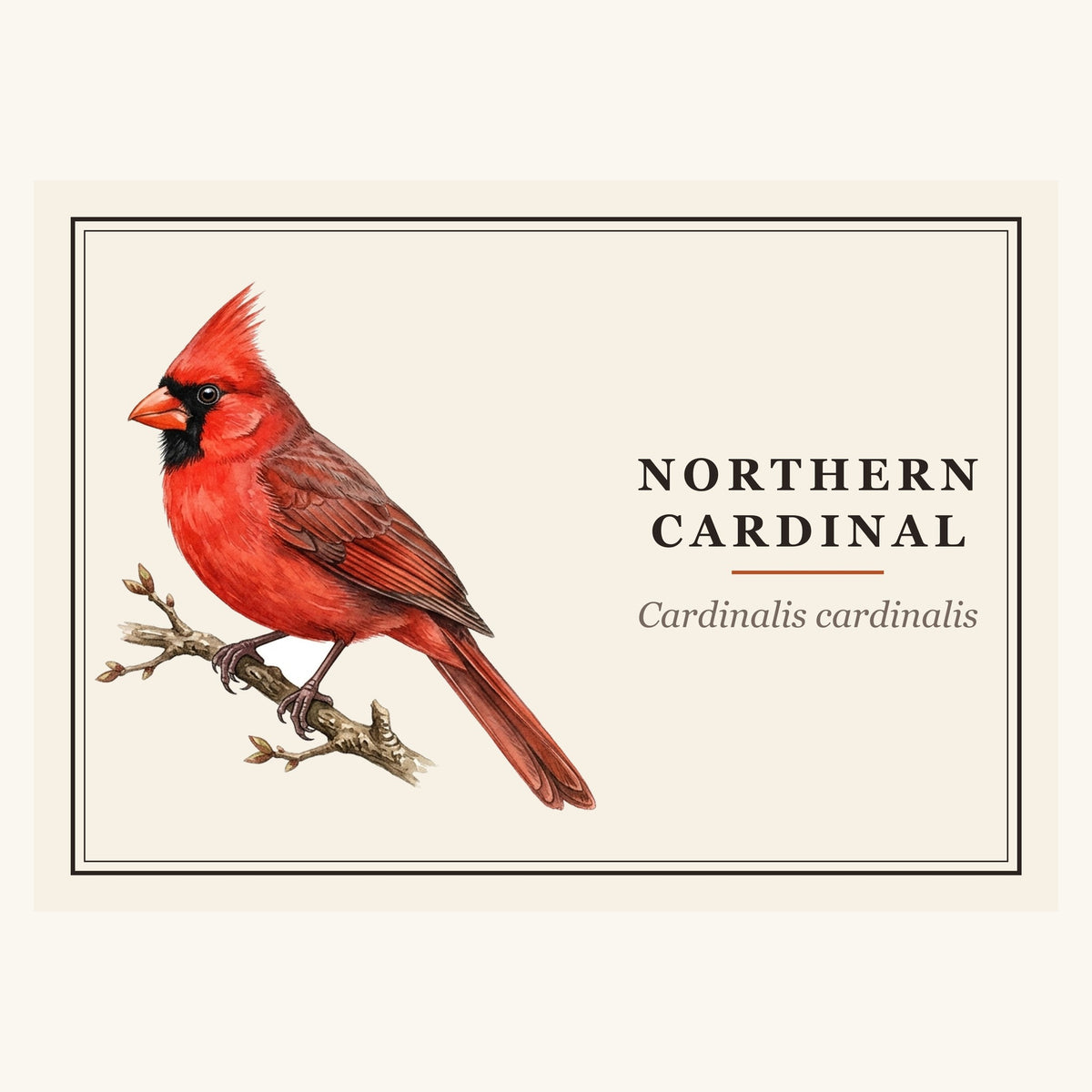 Northern Cardinal (Cardinalis cardinalis) field-guide plate design – full print