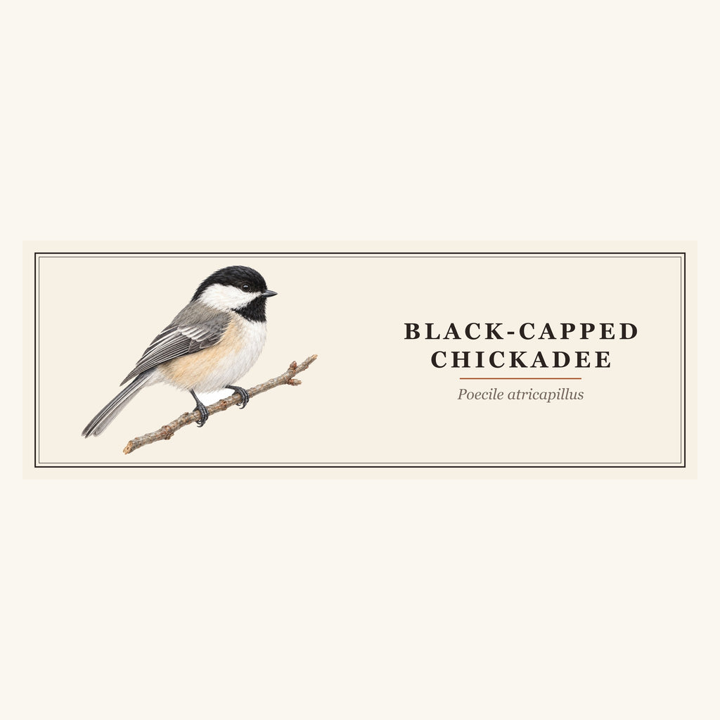 Black-capped Chickadee (Poecile atricapillus) field-guide plate design – full print