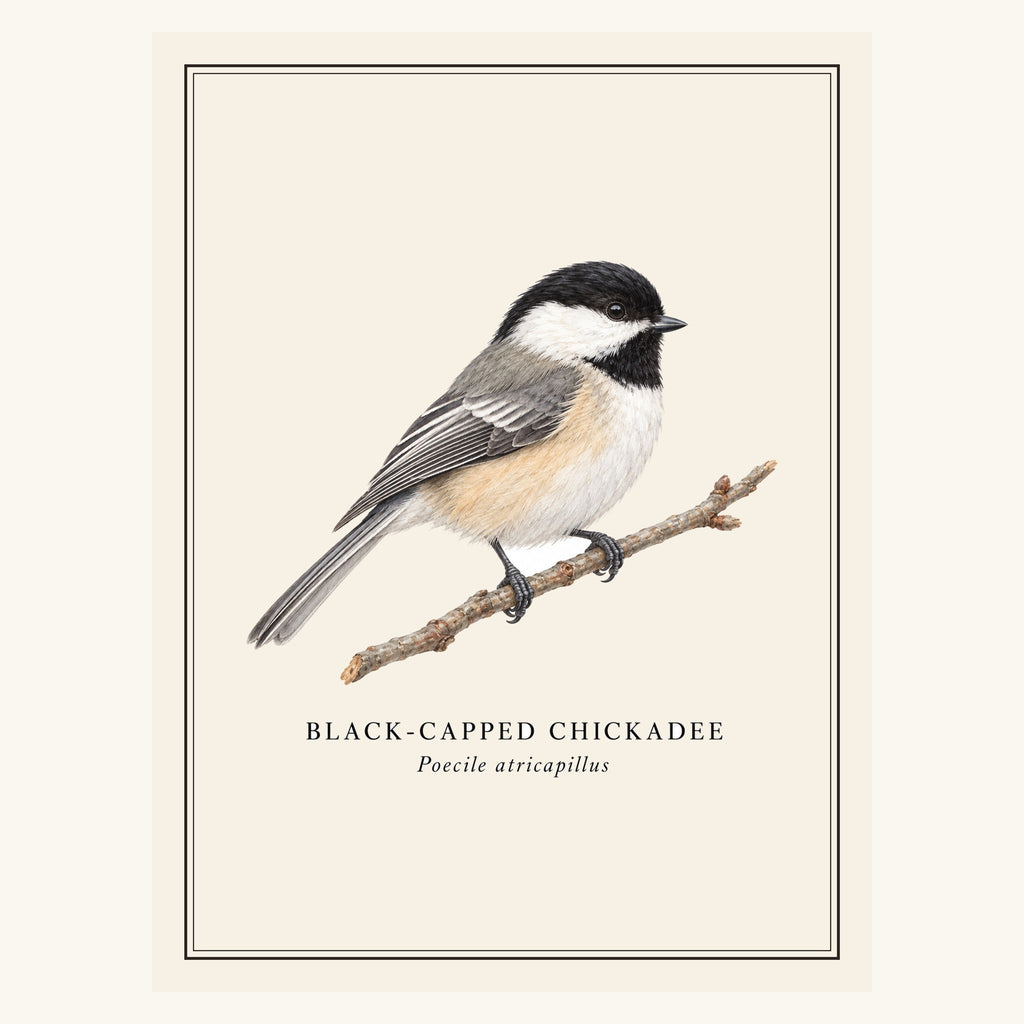 Black-capped Chickadee (Poecile atricapillus) field-guide plate design – full print