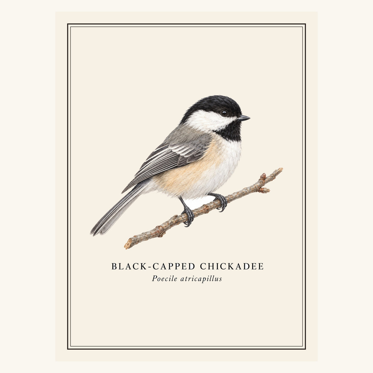 Black-capped Chickadee (Poecile atricapillus) field-guide plate design – full print