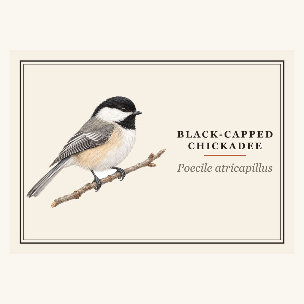 Black-capped Chickadee (Poecile atricapillus) field-guide plate design – full print
