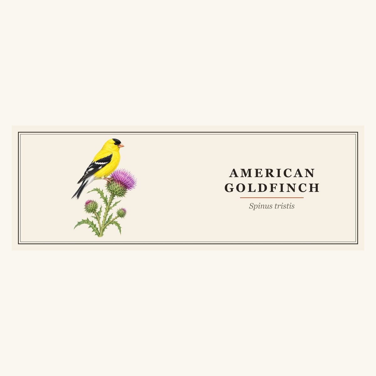 American Goldfinch (Spinus tristis) field-guide plate design – full print