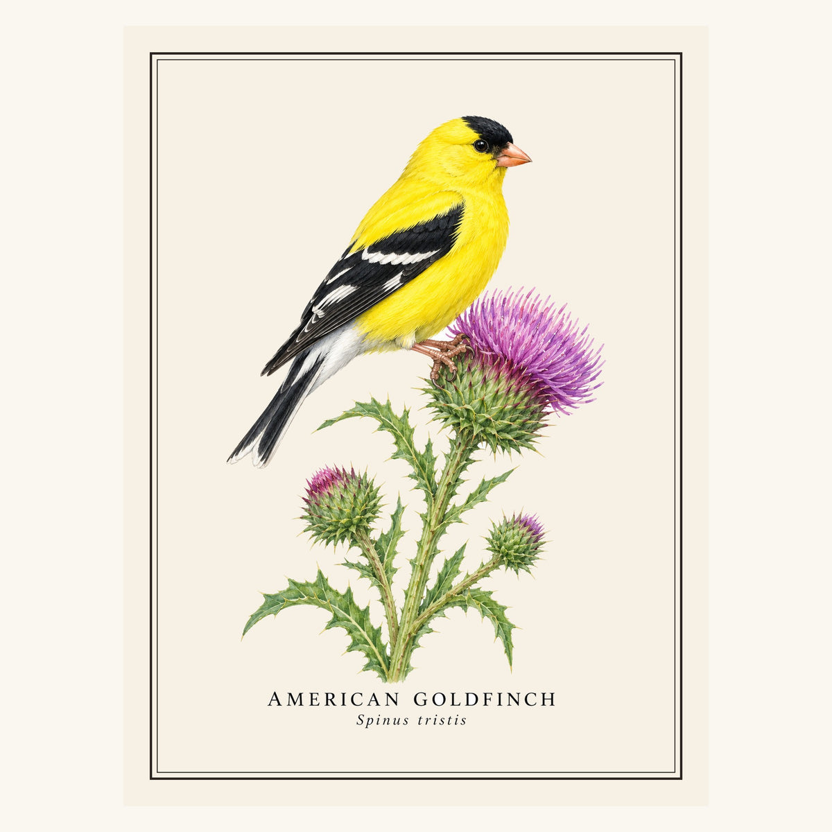 American Goldfinch (Spinus tristis) field-guide plate design – full print