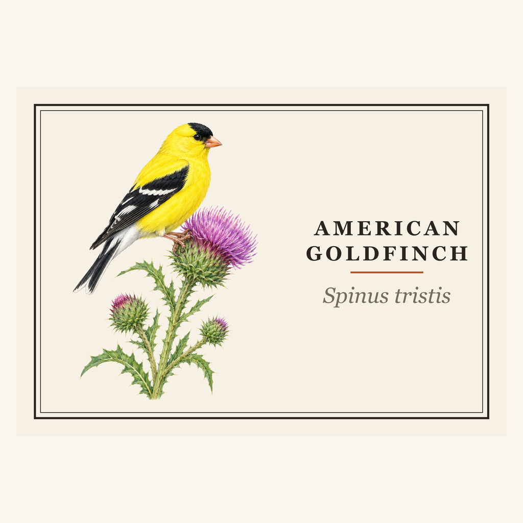 American Goldfinch (Spinus tristis) field-guide plate design – full print