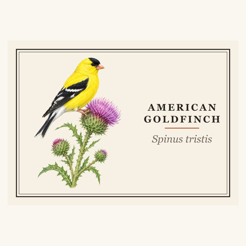 American Goldfinch (Spinus tristis) field-guide plate design – full print