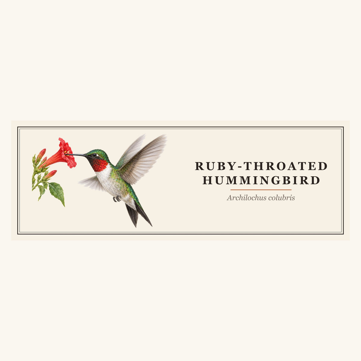 Ruby-throated Hummingbird (Archilochus colubris) field-guide plate design – full print