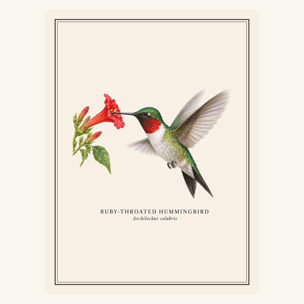 Ruby-throated Hummingbird (Archilochus colubris) field-guide plate design – full print