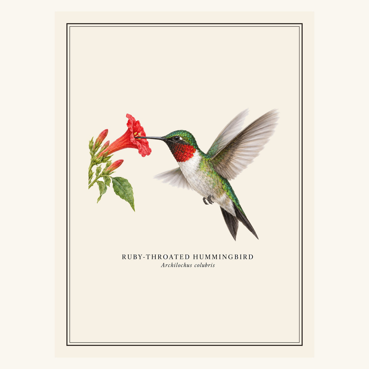 Ruby-throated Hummingbird (Archilochus colubris) field-guide plate design – full print