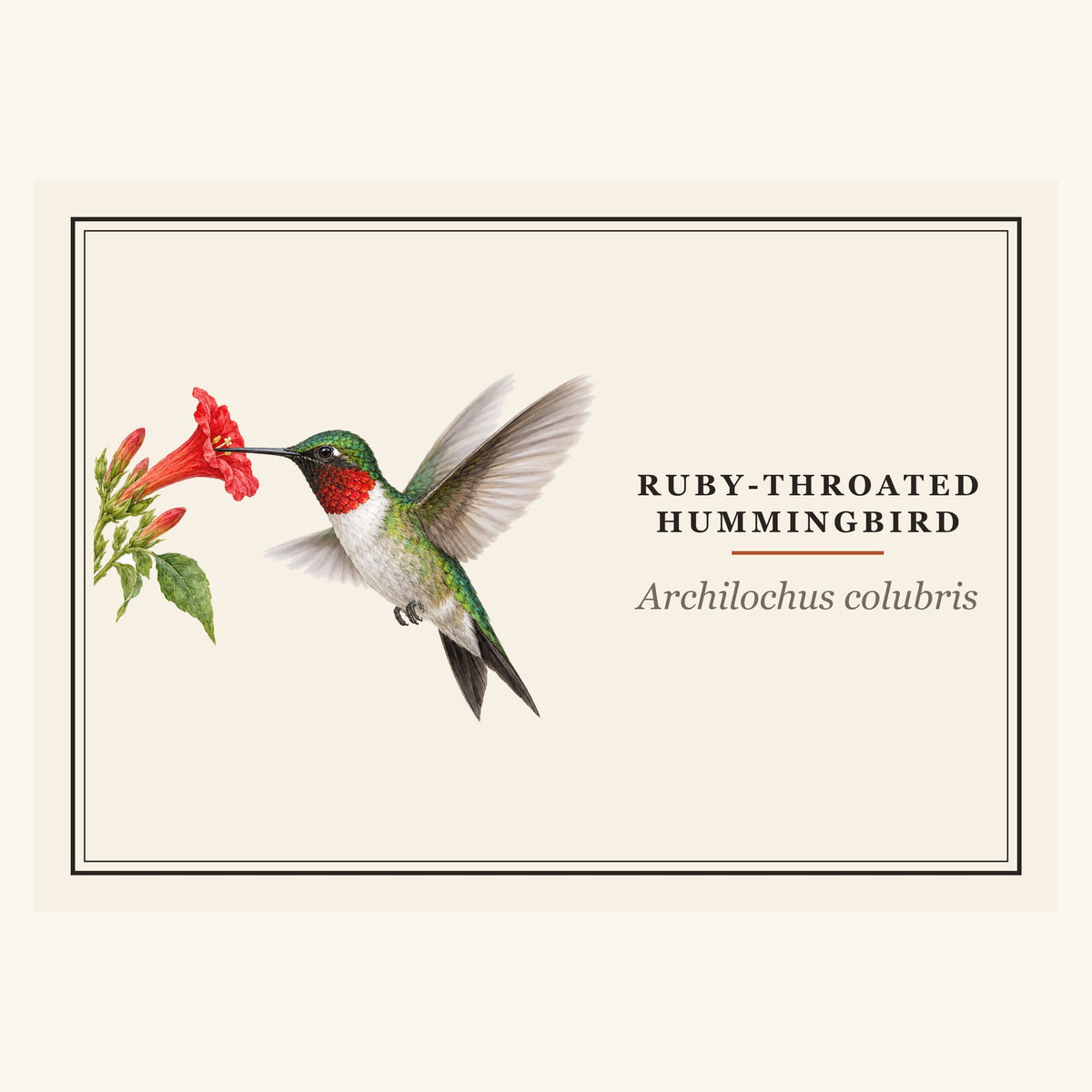 Ruby-throated Hummingbird (Archilochus colubris) field-guide plate design – full print